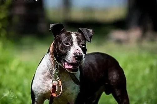 Jero - wspaniały pies typu Bullterrier szuka domu , mazowieckie Warszawa