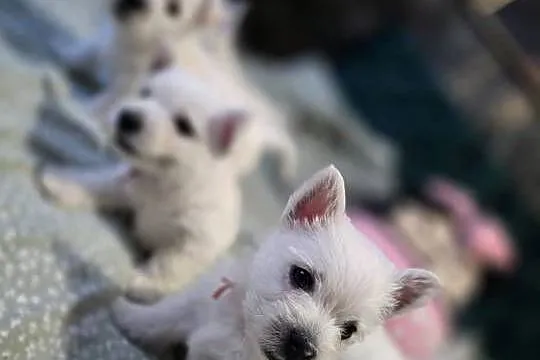 West Highland White Terrier- szczeniaki