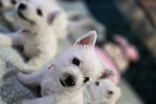 West Highland White Terrier- szczeniaki, Zachodniopomorskie, Szczecin