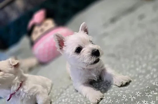 West Highland White Terrier- szczeniaki, Zachodniopomorskie, Szczecin