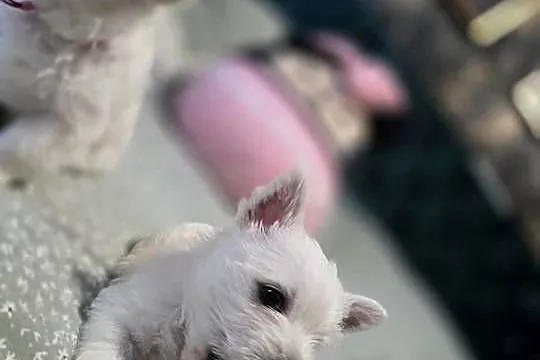 West Highland White Terrier- szczeniaki, Zachodniopomorskie, Szczecin