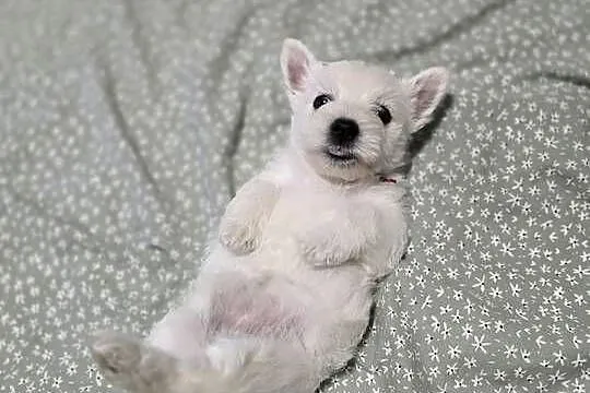 West Highland White Terrier- szczeniaki, Zachodniopomorskie, Szczecin
