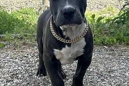 American Bully XL