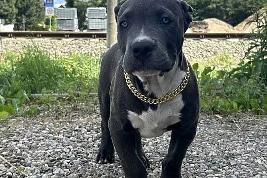 American Bully XL, Pomorskie, Chojnice