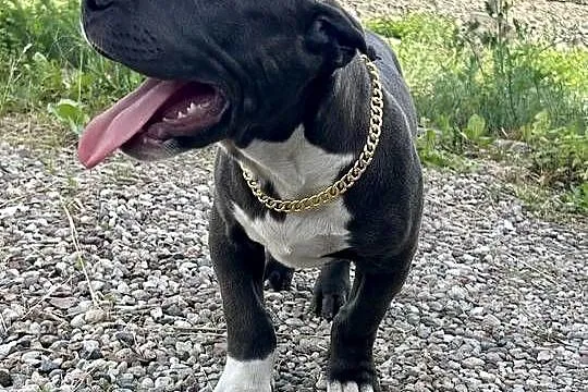 American Bully XL, Pomorskie, Chojnice