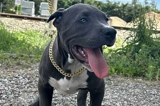 American Bully XL, Pomorskie, Chojnice