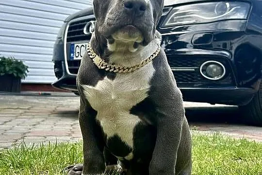 American Bully XL, Pomorskie, Chojnice