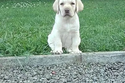 Labrador -szczeniaki warto zobaczyć!, Małopolskie, Tarnów