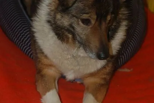 Bezkonfliktowa, niesamowicie grzeczna Kora czeka n