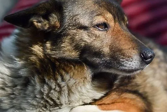 Bezkonfliktowa, niesamowicie grzeczna Kora czeka n