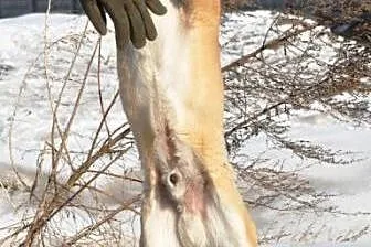 PIMUŚ-wesoły, radosny, młodziutki psiak szuka dobr