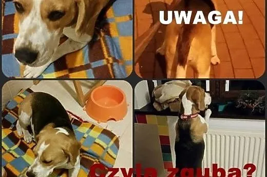 UWAGA  i okolice! Znaleziono sunię beagle! ,  pomo