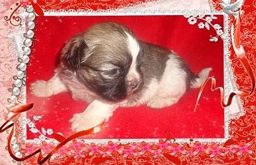 Shih tzu rodowodowa sunia, łódzkie Radomsko