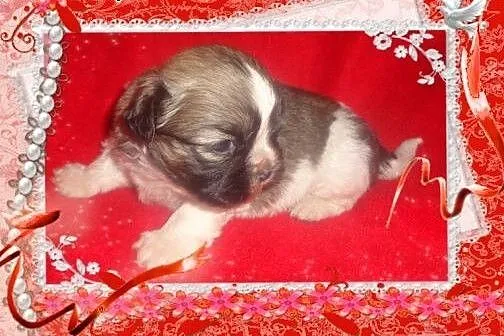 Shih tzu rodowodowa sunia,  łódzkie Radomsko