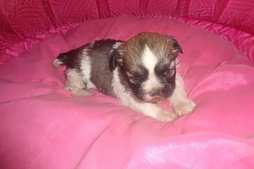 Shih tzu rodowodowa sunia,  łódzkie Radomsko