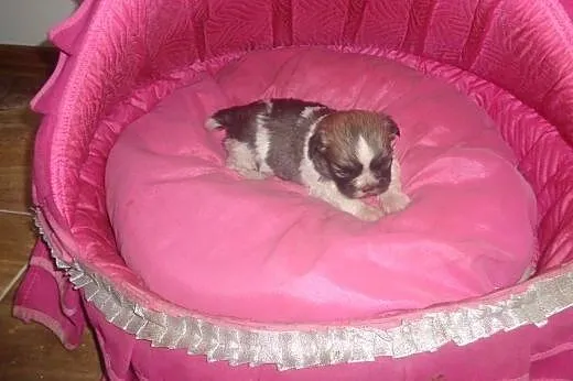 Shih tzu rodowodowa sunia,  łódzkie Radomsko
