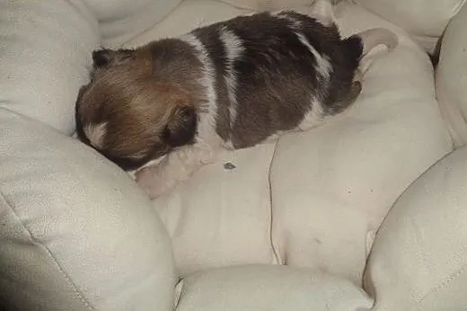 Shih tzu rodowodowa sunia,  łódzkie Radomsko