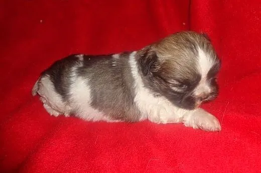 Shih tzu rodowodowa sunia,  łódzkie Radomsko