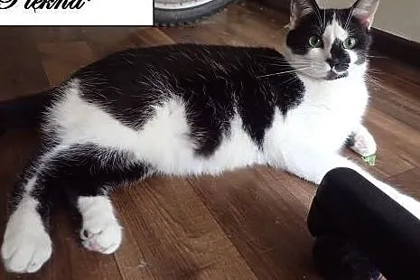 Piękna do adopcji,  Koty pospolite cała Polska