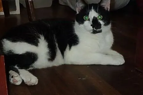Piękna do adopcji,  Koty pospolite cała Polska