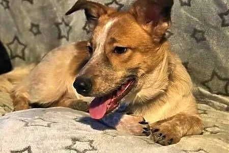 ŁATEK - delikatny, kochany psiak do adopcji,  mazowieckie Warszawa, Mazowieckie, Warszawa
