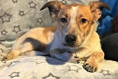 ŁATEK - delikatny, kochany psiak do adopcji,  mazowieckie Warszawa, Mazowieckie, Warszawa