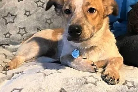 ŁATEK - delikatny, kochany psiak do adopcji,  mazowieckie Warszawa, Mazowieckie, Warszawa
