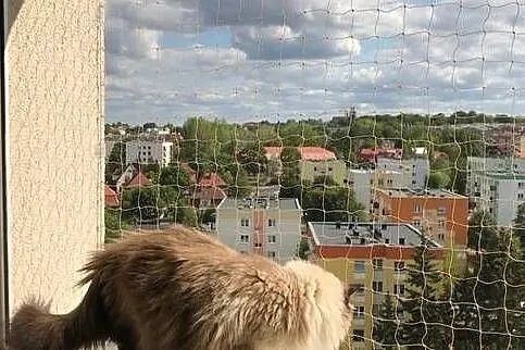 Siatka na balkon, okna, tarasy dla kota Zielona Gó, Zielona Góra