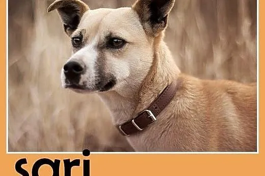 Mała,łagodna,grzeczna suczka SARI.Adopcja,  dolnośląskie Wrocław