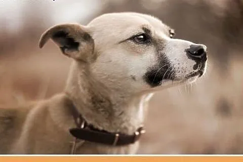 Mała,łagodna,grzeczna suczka SARI.Adopcja,  dolnoś