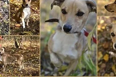 Pokochaj i przygarnij Piksela ze schroniska,  śląskie Gliwice