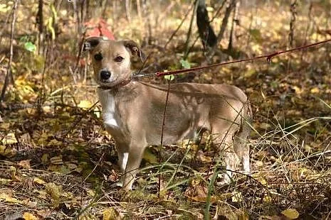 Pokochaj i przygarnij Piksela ze schroniska,  śląs