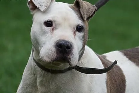 Sati w typie bull szuka domu na jesień życia,  Ams
