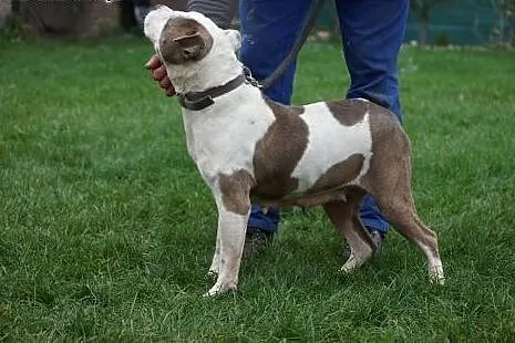 Sati w typie bull szuka domu na jesień życia,  Ams