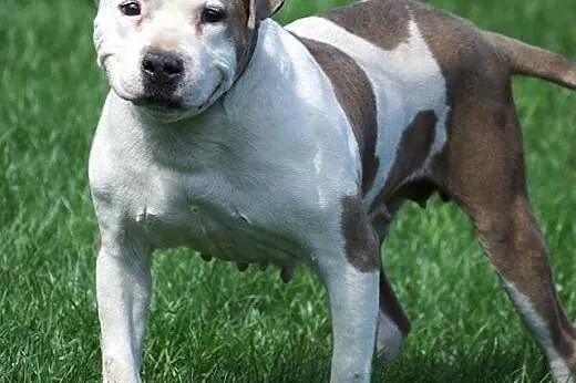Sati w typie bull szuka domu na jesień życia,  Ams