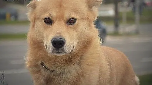 PILNIE SZUKAMY DOMU TYMCZASOWEGO DLA SAMBORA!!, m