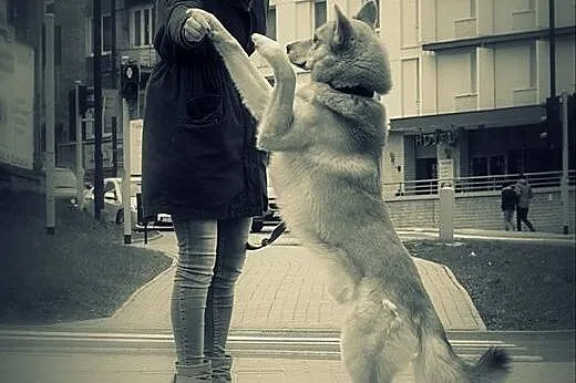 PILNIE SZUKAMY DOMU TYMCZASOWEGO DLA SAMBORA!!,  m