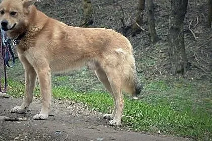 PILNIE SZUKAMY DOMU TYMCZASOWEGO DLA SAMBORA!!,  m