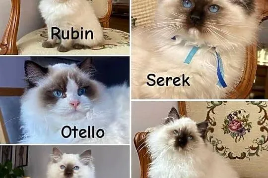 Kotki ragdoll gotowe do odbioru