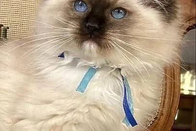 Kotki ragdoll gotowe do odbioru, Mazowieckie, Grodzisk Mazowiecki