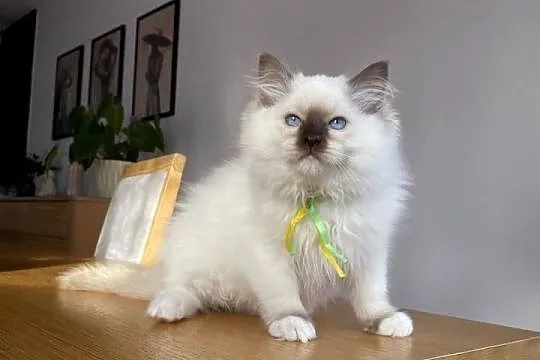 Kotki ragdoll gotowe do odbioru, Mazowieckie, Grodzisk Mazowiecki