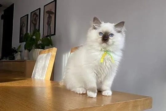 Kotki ragdoll gotowe do odbioru, Mazowieckie, Grodzisk Mazowiecki