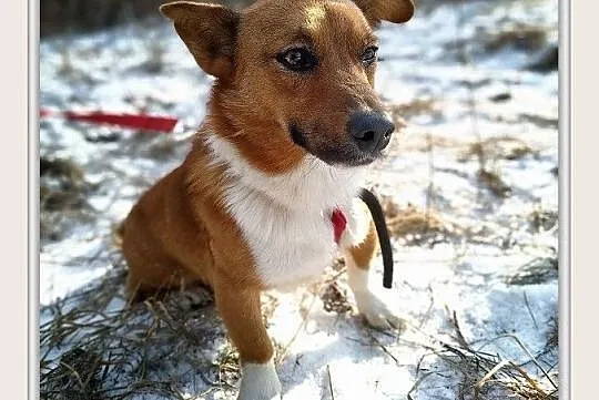 TOLEK,1,5roku,mały,łagodny,szczepiony piesek.ADOPCJA