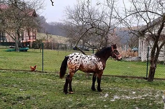 Tarant 8 miesięcy