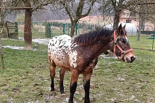 Tarant 8 miesięcy, Małopolskie, Krzeszowice