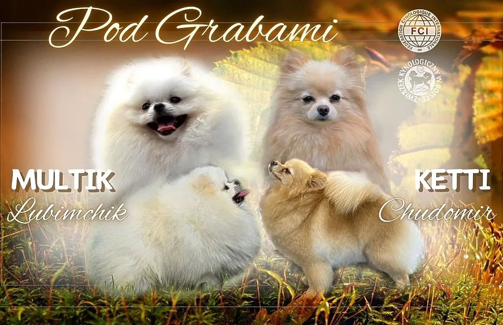 Pomeranian FCI, Pomorskie, Pruszcz Gdański