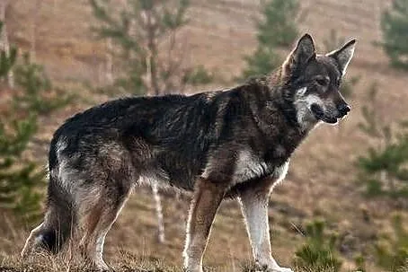Simba - łagodny wilk szuka domu
