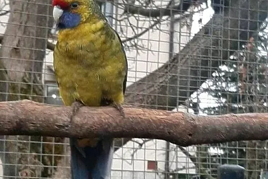 Rozelle kaledońskie (tasmańskie) 23r, Małopolskie, Skała