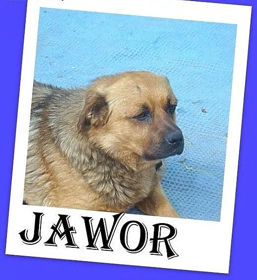 Średni,przyjacielski,grzeczny,pies Jawor Adopcja,