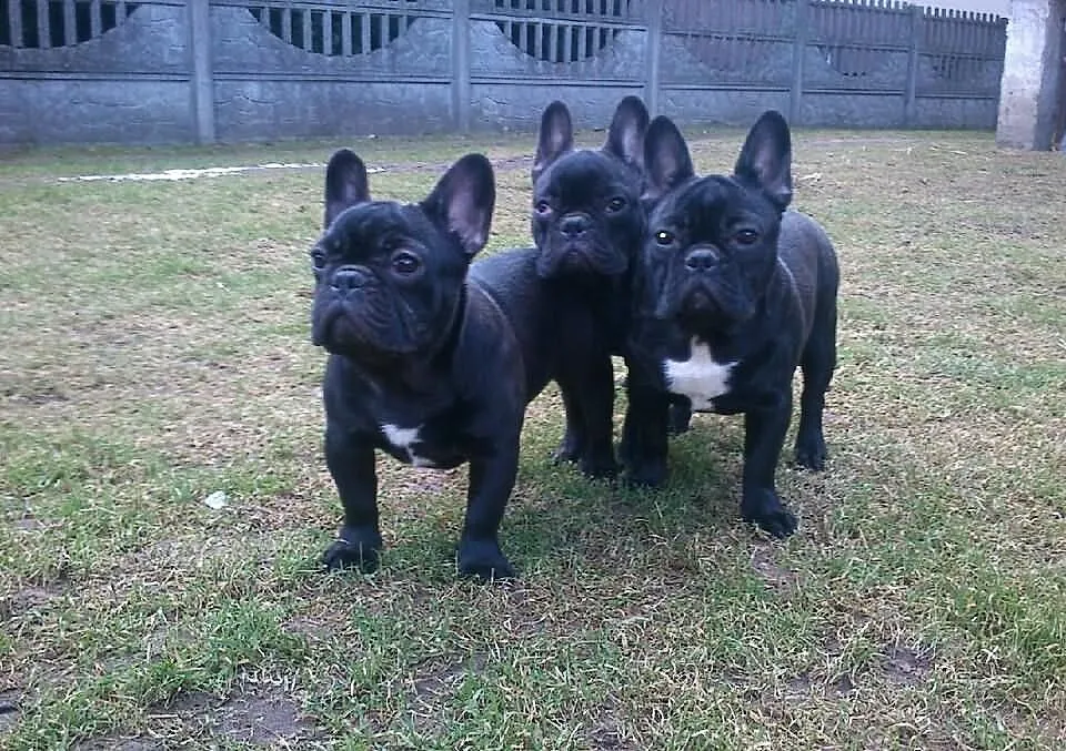 Buldog Francuski FCI Po CHP.